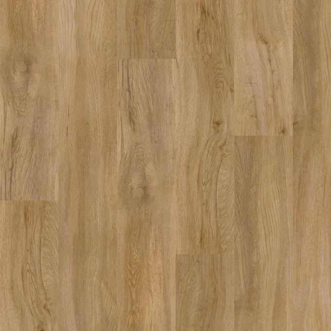 Evergreen Oak 3442